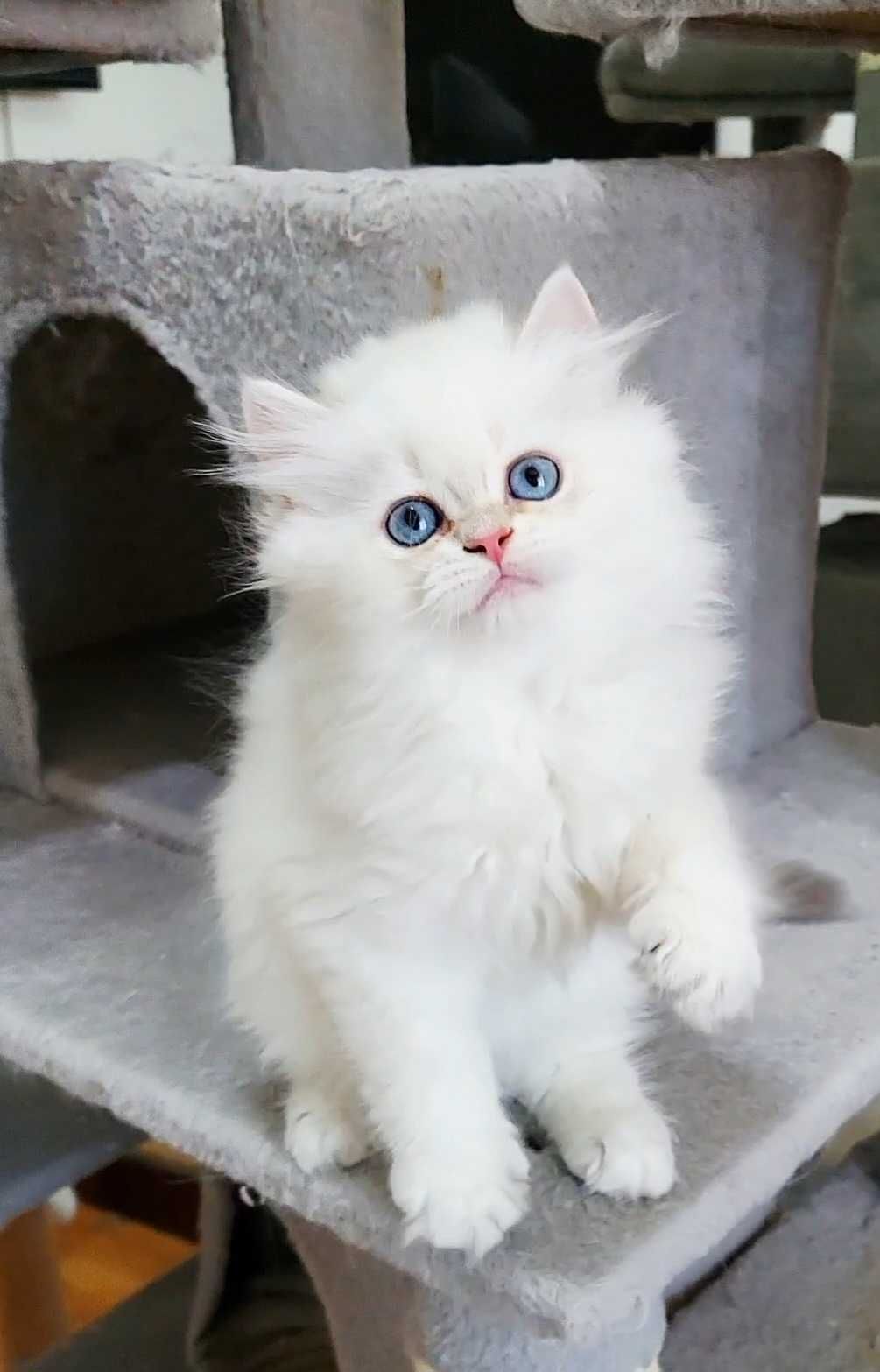 British longhair pedigree