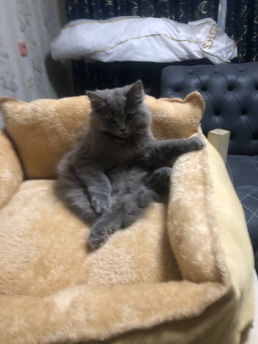 Британские котята