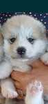 Akita Inu disponibil