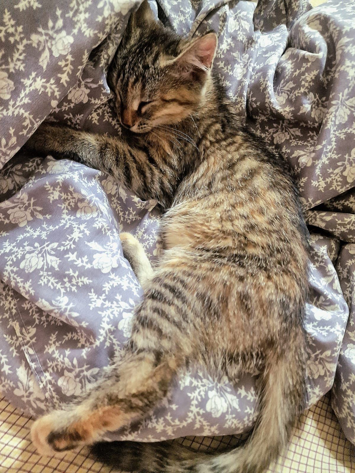 Котенок ищет дом