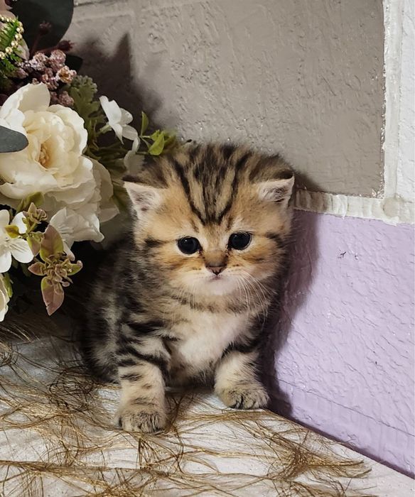 Британская короткошерстная !