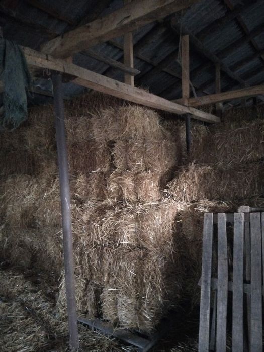 Vând baloti de paie