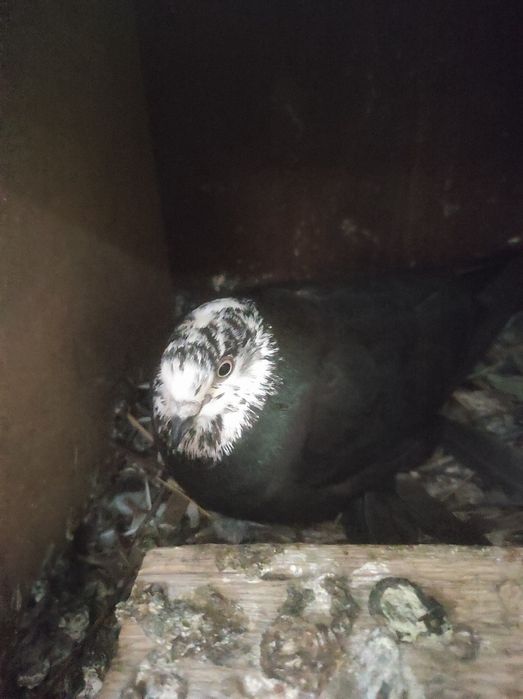 Продаются голуби