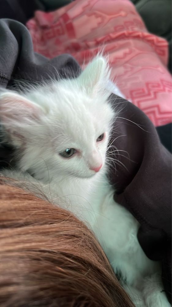 Котенок белый девочка 2 месяца