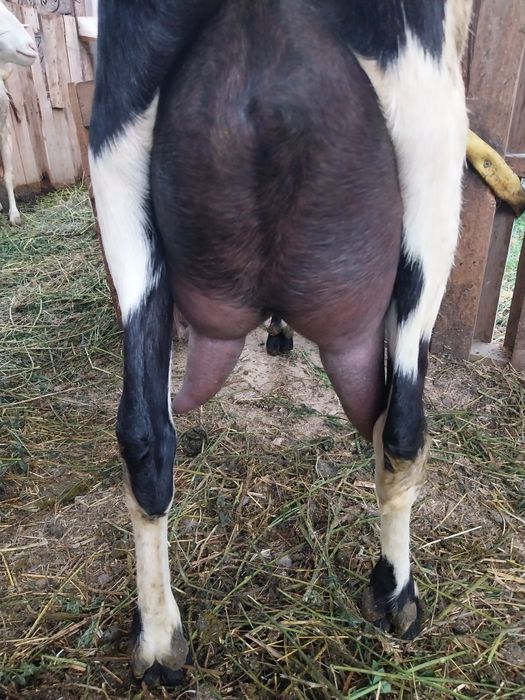 Vand Capre Anglonubian