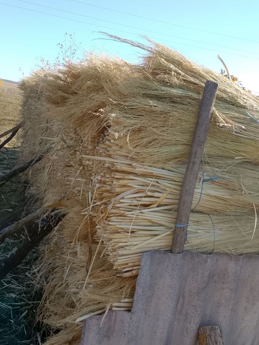 Vând Sorg...Tatarca pt maturi Sat Calacea