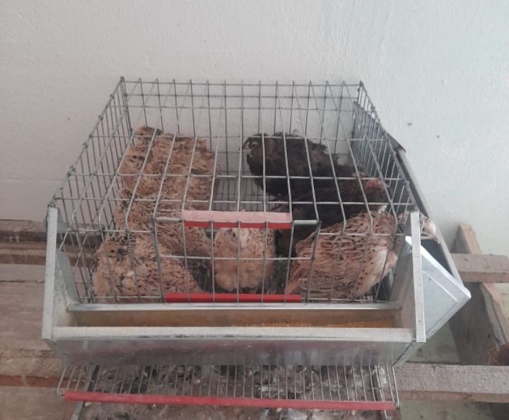Prepelițe tinere