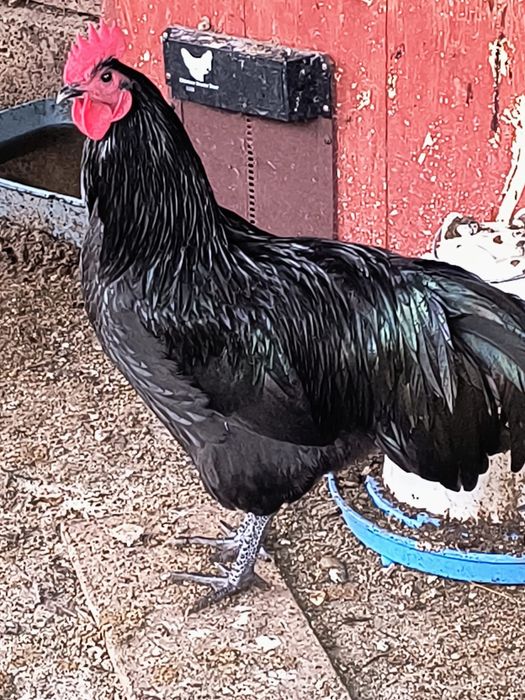 Vând 4 Cocosi Australorp ,7 luni .100 lei buc.