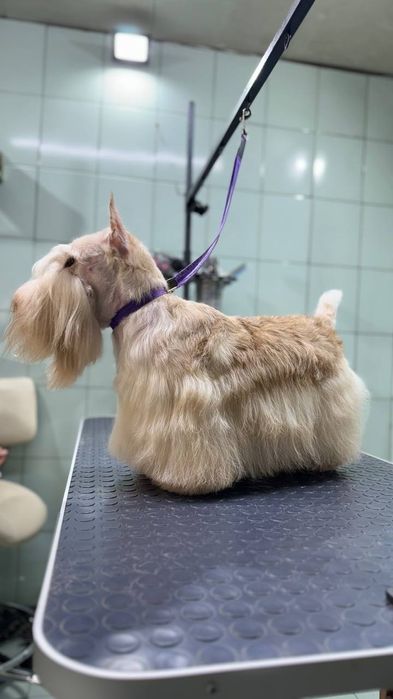 Щенок  шотландского  скотч - терьера