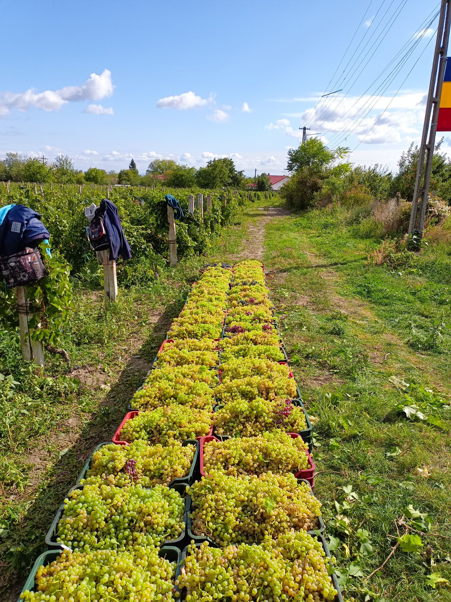 Vînd struguri de vin productie 2020