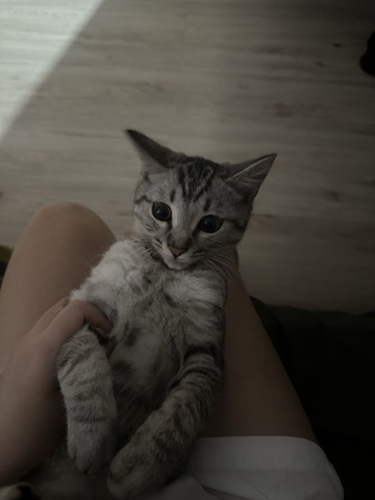 Котик в хорошие руки