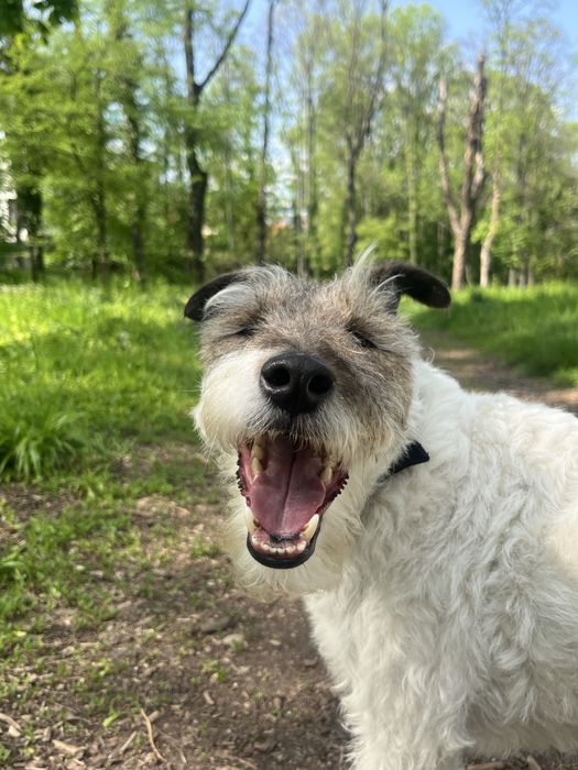 Plimbare Caini Sector 1- Sector 2