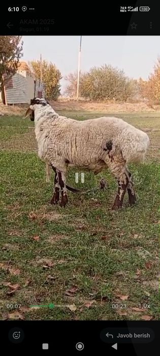 Avgʼon qoʼchqor sotiladi. 6 oylik bahosi 6 milion boʼlari.