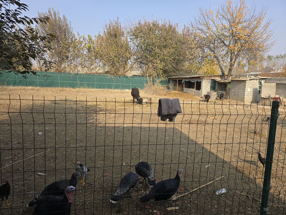 Шошилинч Тошкент вилояти Янгийўл туманида арзон ховли сотилади