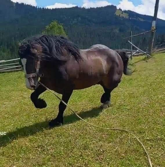 De vânzare armăsar în vârstă de 8 ani