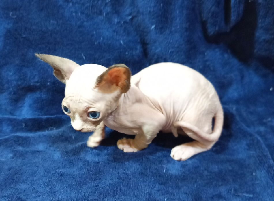 Сфинкс канадский мальчик