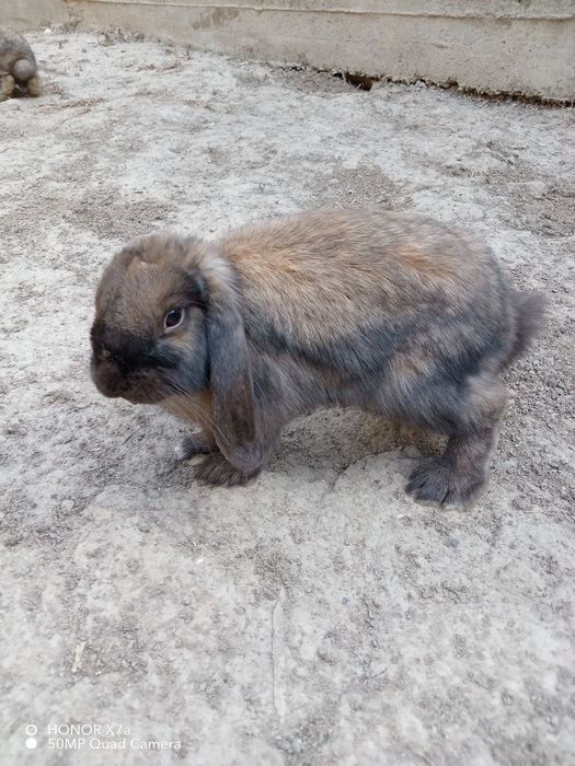 Toza zotli karlik quyon onasi va bolalari sotiladi
