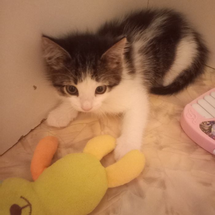 Породистый котёнок 1,5 месяца