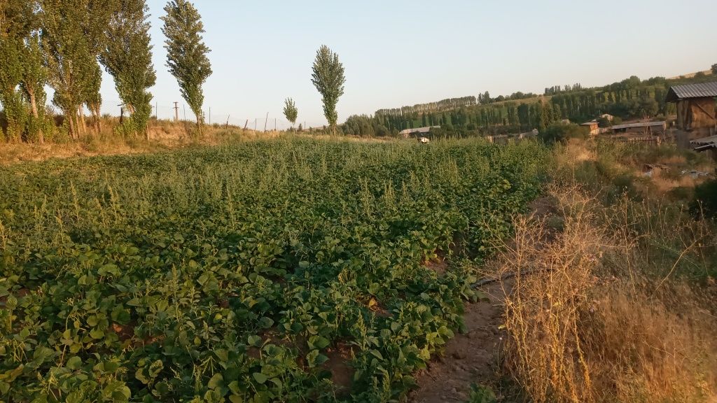 Uchastka sotiladi 12 sotok 1sotok 2500$