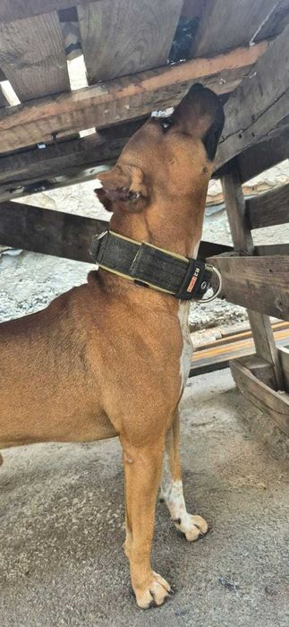 Вязка. питбуль ищет девочку