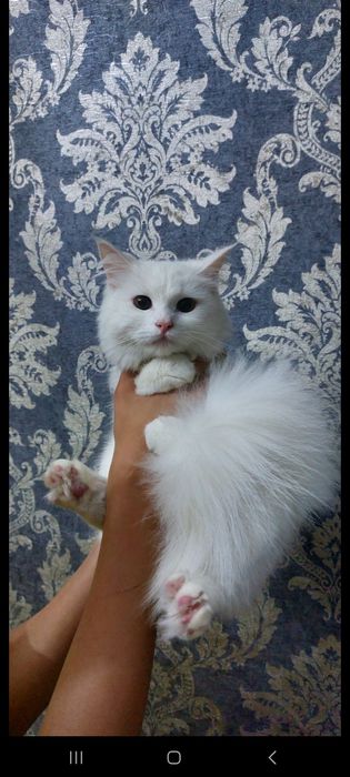 Продаётся кошка породы Highland Straight