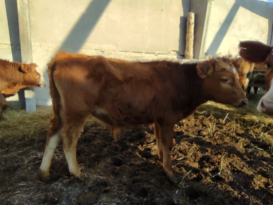 Продам подсосных бычков