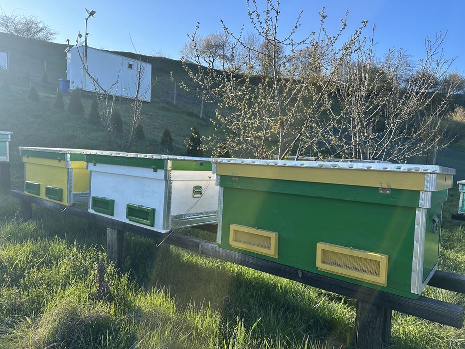 Stup Orizontal /Albine /Ladă