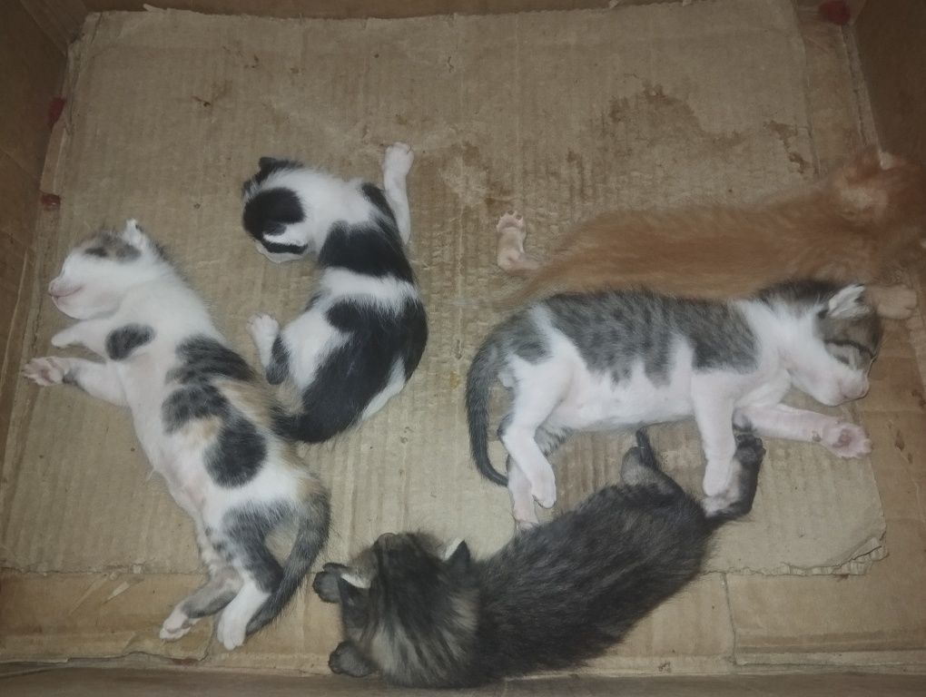 Mushik bolalari yaxshi qoʻllara baraman