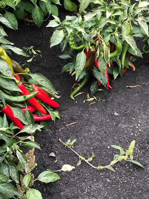 De vânzare ardei iute clopoțel