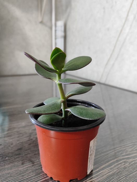 Комнатные растения.