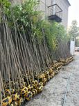 Декоратив растения Каталпа Клён Акация Берёза Лола бор