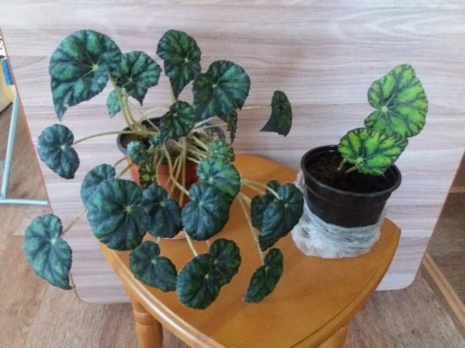 Продам цветы королевская бегония