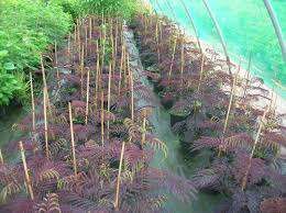 Seminte arbust summer chocolate