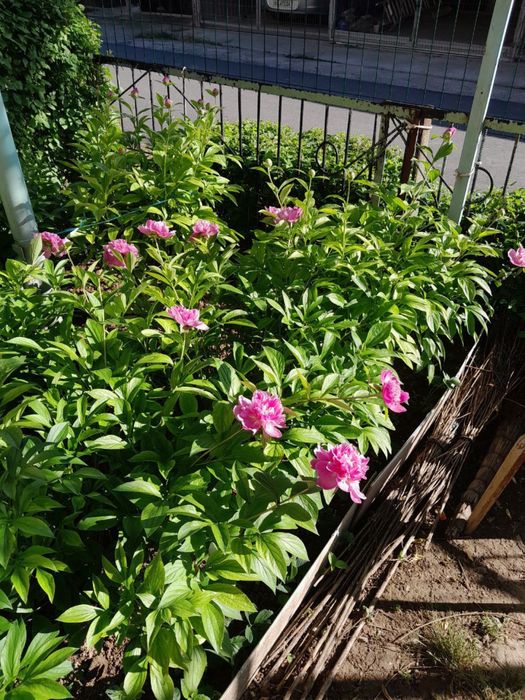 Продаю Кусты Пионов