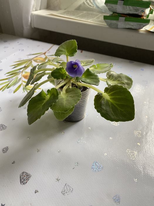 Продам фиалку и отростки