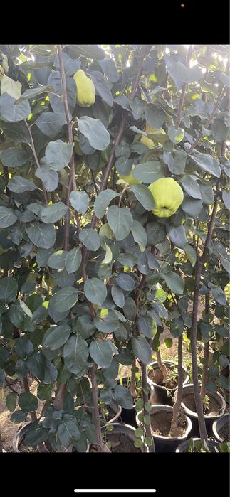 Pomi fructiferi pe rod