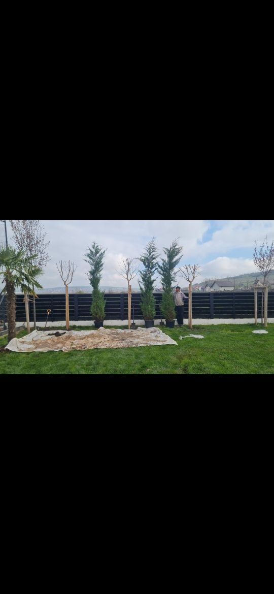 OFERTA cupressus leylandi 3.5m la 200 lei bc