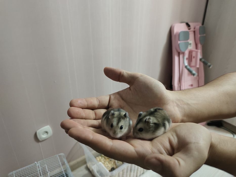 Хомяки без клеток