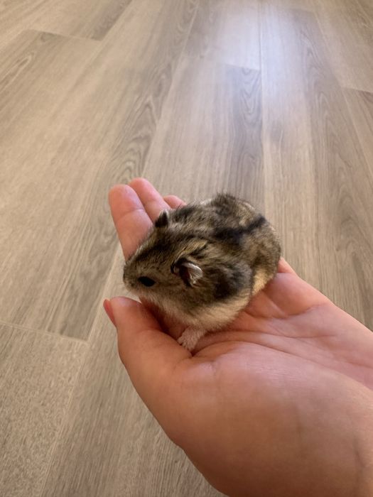 Donez hamsteri pitici