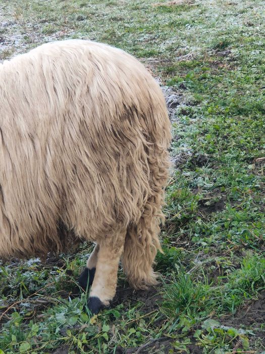 Berbec de un an  și jumătate