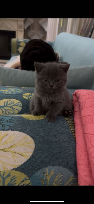 Котенок, вислоухий, шотландский котенок