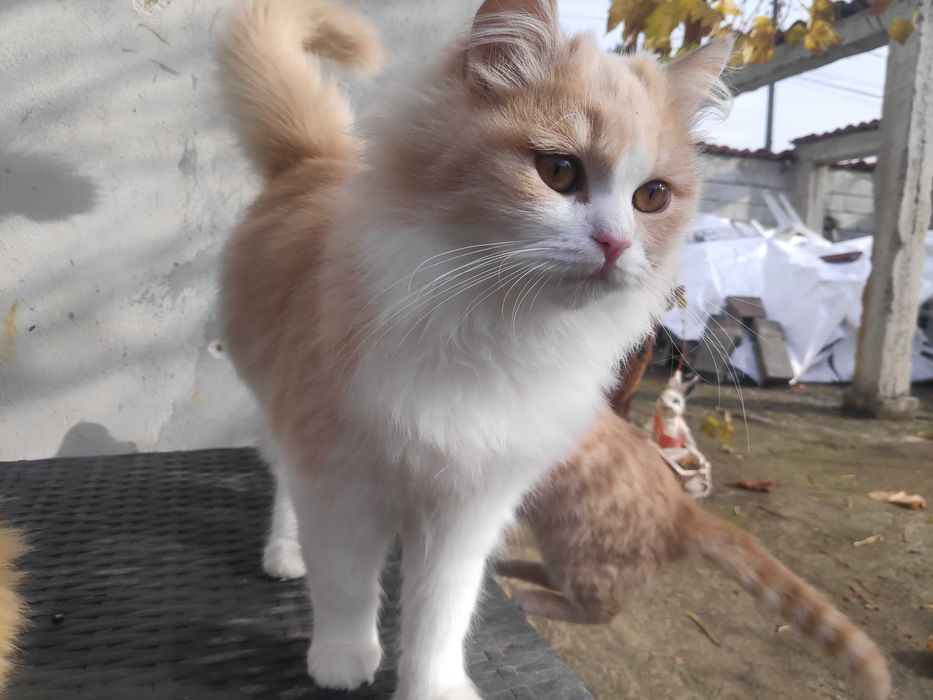 Пухкави малчугани