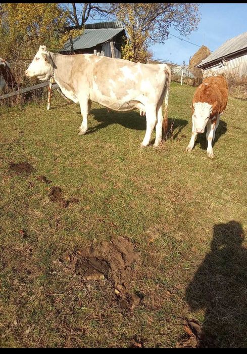 Vand 3 vaci si 2 vitei