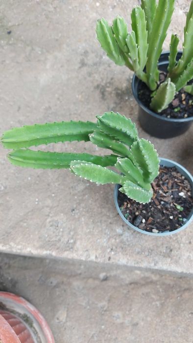 Сукулентно растение СТАПЕЛИЯ