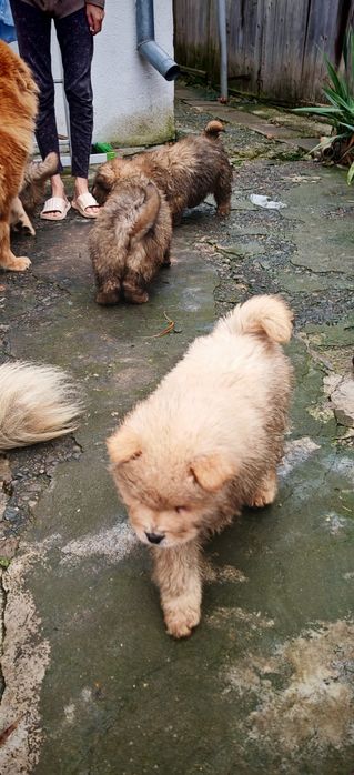 Chow chow trei luni