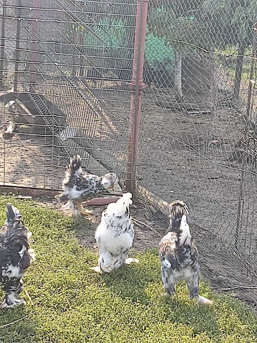 Pui Strumski și pui Combatant Urias