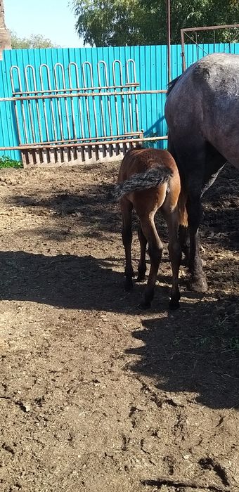 Продаётся лошадь с жеребёнком