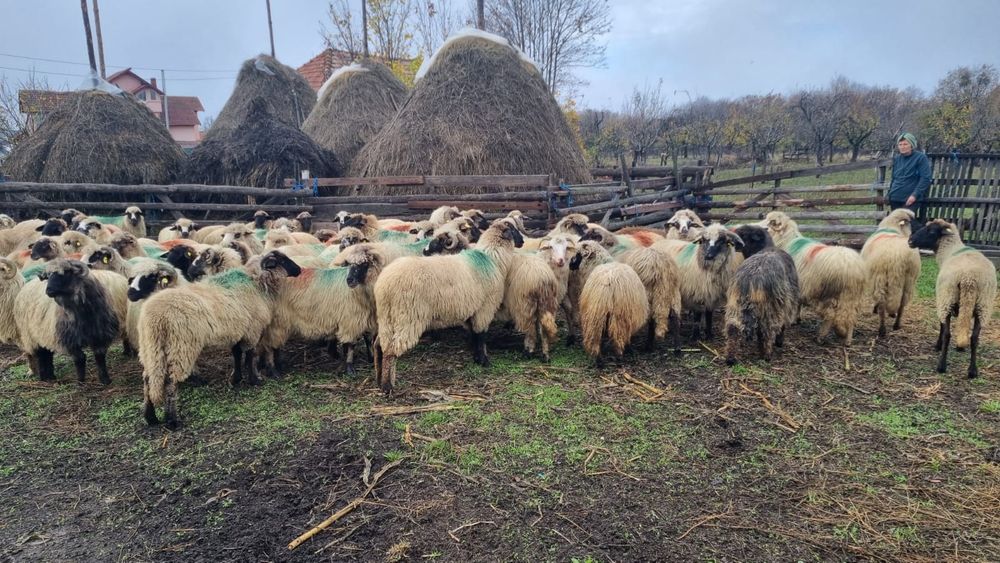 Oi breze și carabase