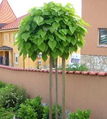 Arbori globulari   artar  salcam catalpa arbori plangatori umbrela