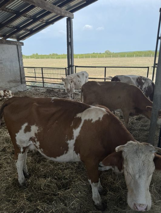 Vând 4 vaci tinere de 3 si 4 ani.